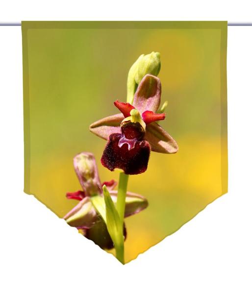 Wilde Orchidee, Scheibenhänger spitz